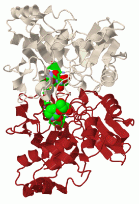 Image Biol.Unit 1 - manually