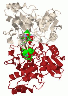 Image Biol.Unit 1 - manually