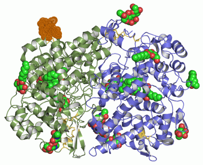 Image Asym./Biol. Unit - manually