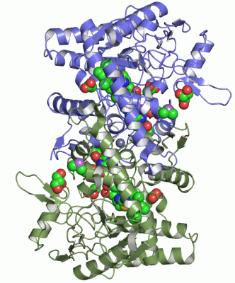 Image Asym./Biol. Unit - manually