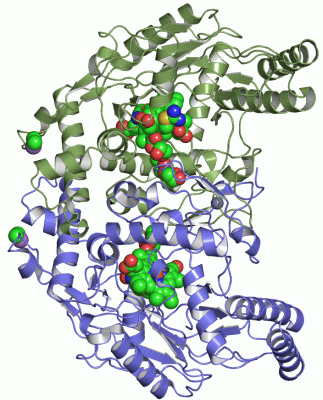 Image Asym./Biol. Unit - manually
