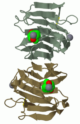 Image Biol.Unit 1 - manually