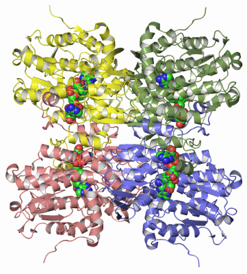 Image Asym./Biol. Unit - manually