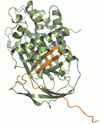 Image Asym./Biol. Unit - manually