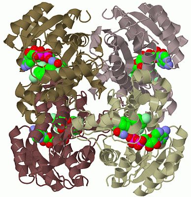 Image Biol.Unit 1 - manually