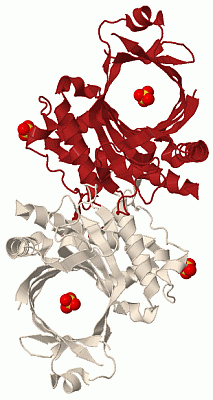 Image Biol.Unit 1 - manually