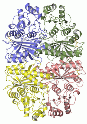 Image Asym./Biol. Unit - manually