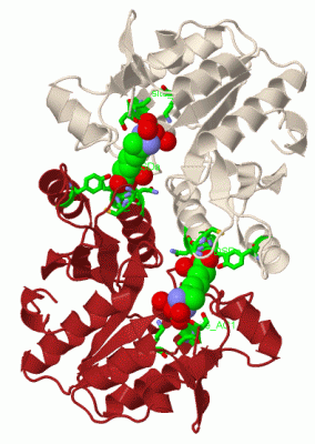 Image Biol.Unit 1 - manually