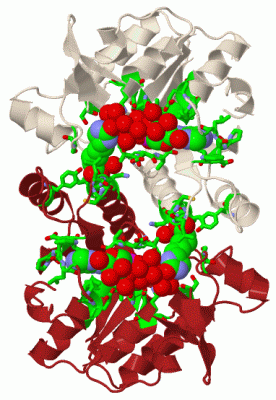 Image Biol.Unit 1 - manually