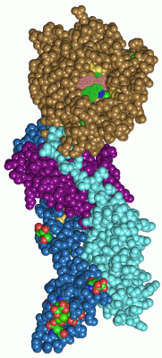 Image Asym./Biol. Unit - manually