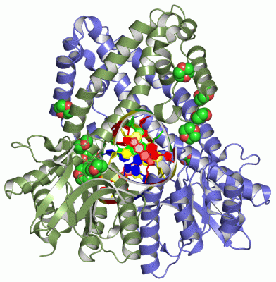 Image Asym./Biol. Unit - manually