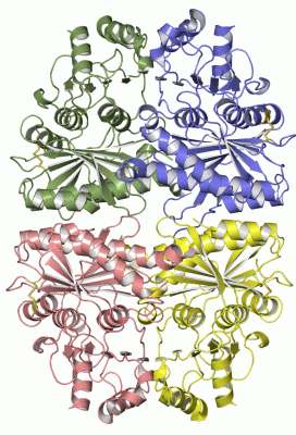 Image Asym./Biol. Unit - manually