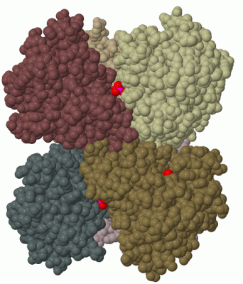 Image Biol.Unit 1 - manually