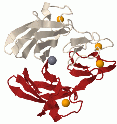 Image Biol.Unit 1 - manually
