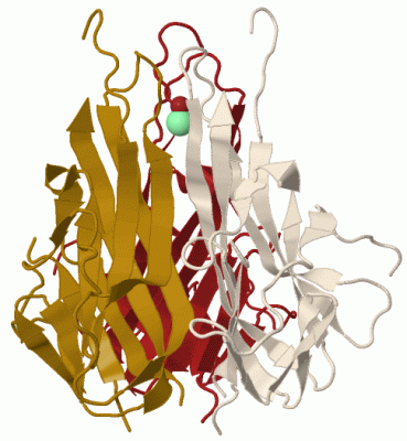 Image Biol.Unit 1 - manually