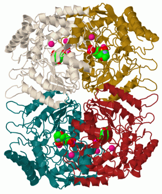 Image Biol.Unit 1 - manually