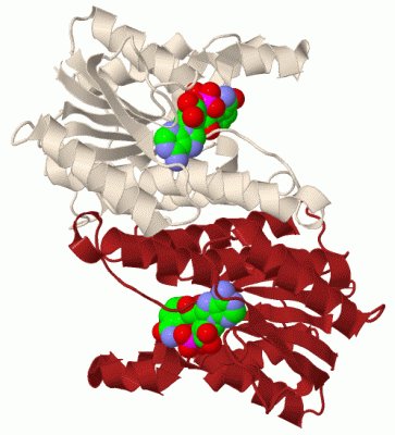 Image Biol.Unit 1 - manually