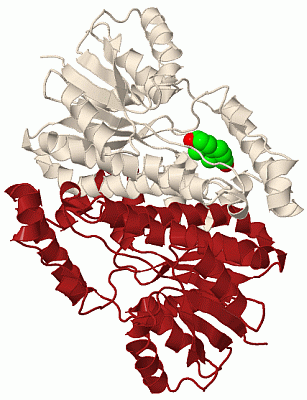 Image Biol.Unit 1 - manually