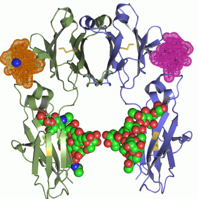 Image Asym./Biol. Unit - manually