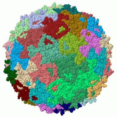 Image Biol.Unit 1 - manually