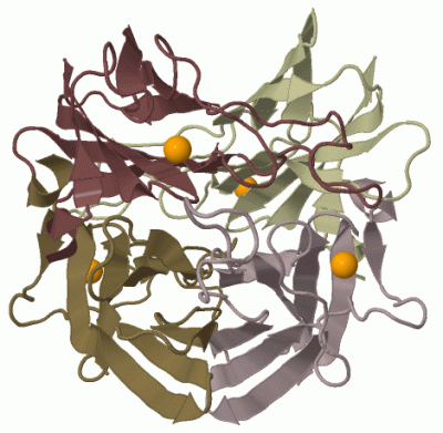 Image Biol.Unit 1 - manually