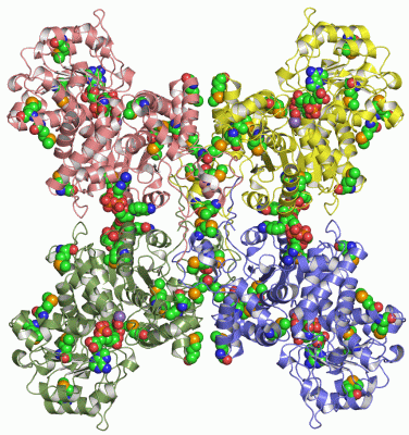 Image Asym./Biol. Unit - manually