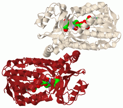 Image Biol.Unit 1 - manually