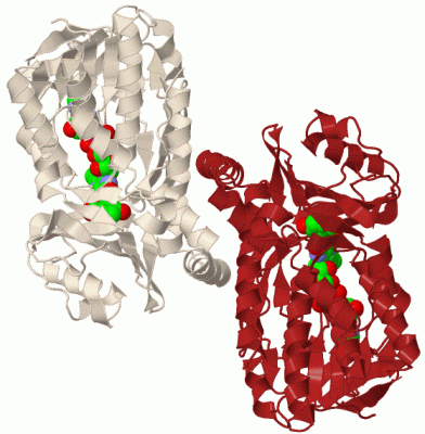 Image Biol.Unit 1 - manually