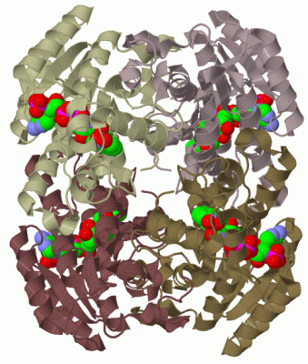 Image Biol.Unit 1 - manually