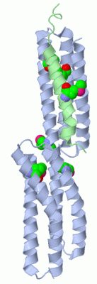 Image Asym./Biol. Unit - manually