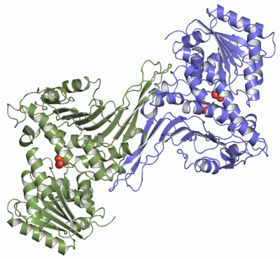 Image Asym./Biol. Unit - manually