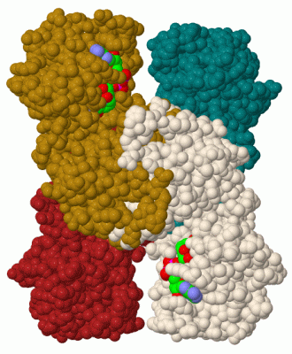 Image Biol.Unit 1 - manually