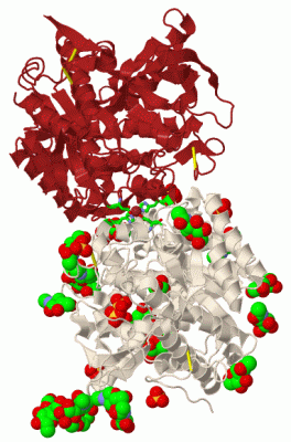 Image Biol.Unit 1 - manually