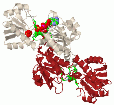 Image Biol.Unit 1 - manually