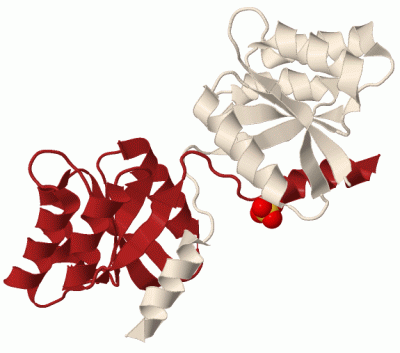 Image Biol.Unit 1 - manually