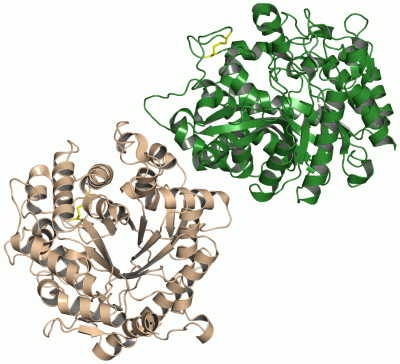 Image Asym./Biol. Unit - manually