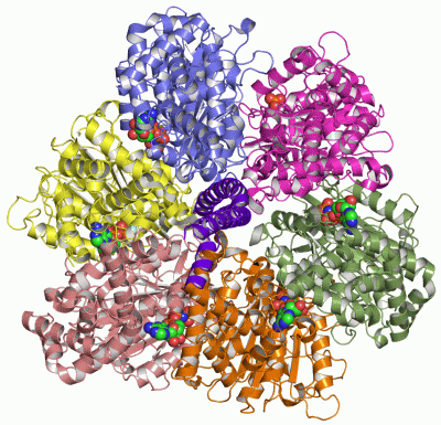 Image Asym./Biol. Unit - manually