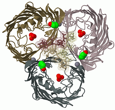 Image Biol.Unit 1 - manually