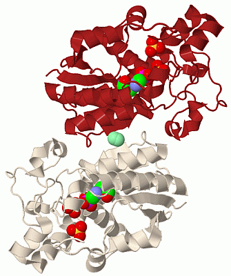 Image Biol.Unit 1 - manually