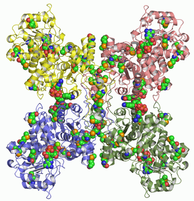 Image Asym./Biol. Unit - manually