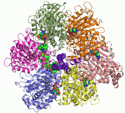 Image Asym./Biol. Unit - manually