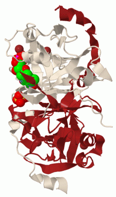 Image Biol.Unit 1 - manually