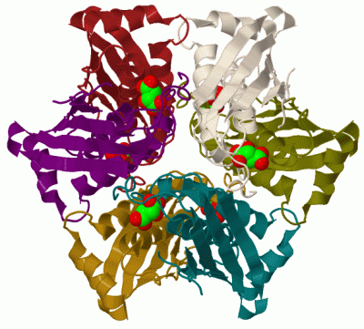 Image Biol.Unit 1 - manually