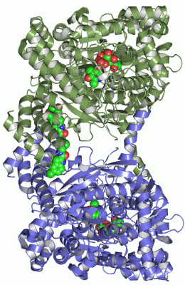 Image Asym./Biol. Unit - manually