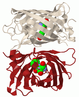 Image Biol.Unit 1 - manually