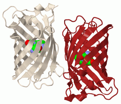 Image Biol.Unit 1 - manually