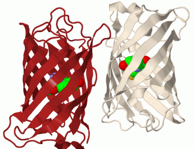 Image Biol.Unit 1 - manually