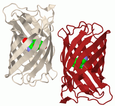 Image Biol.Unit 1 - manually