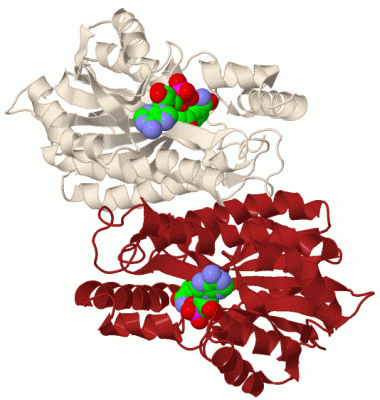 Image Biol.Unit 1 - manually