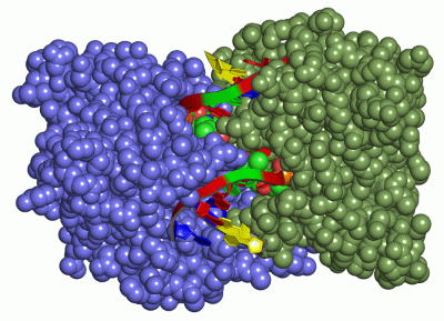 Image Asym./Biol. Unit - manually